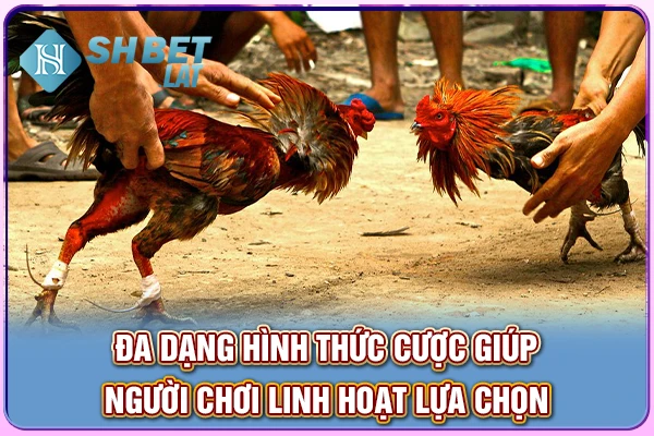 Đa dạng hình thức cược giúp người chơi linh hoạt lựa chọn Đa dạng hình thức cược giúp người chơi linh hoạt lựa chọn