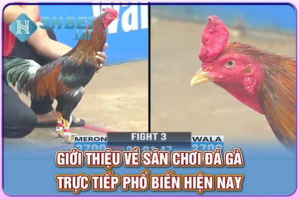 Giới thiệu về sân chơi đá gà trực tiếp phổ biến hiện nay Giới thiệu về sân chơi đá gà trực tiếp phổ biến hiện nay