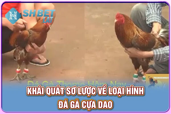 Khái quát sơ lược về loại hình đá gà cựa dao Khái quát sơ lược về loại hình đá gà cựa dao
