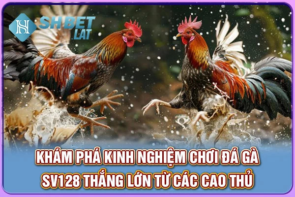 Khám phá kinh nghiệm chơi đá gà SV128 thắng lớn từ các cao thủ Khám phá kinh nghiệm chơi đá gà SV128 thắng lớn từ các cao thủ