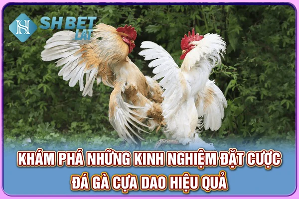 Khám phá những kinh nghiệm đặt cược đá gà cựa dao hiệu quả Khám phá những kinh nghiệm đặt cược đá gà cựa dao hiệu quả