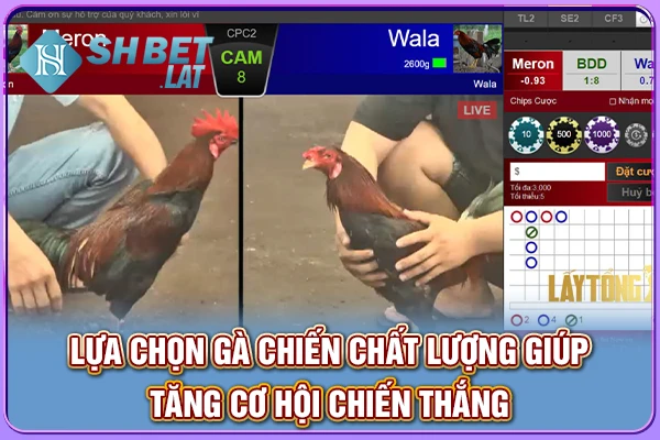 Lựa chọn gà chiến chất lượng giúp tăng cơ hội chiến thắng Lựa chọn gà chiến chất lượng giúp tăng cơ hội chiến thắng