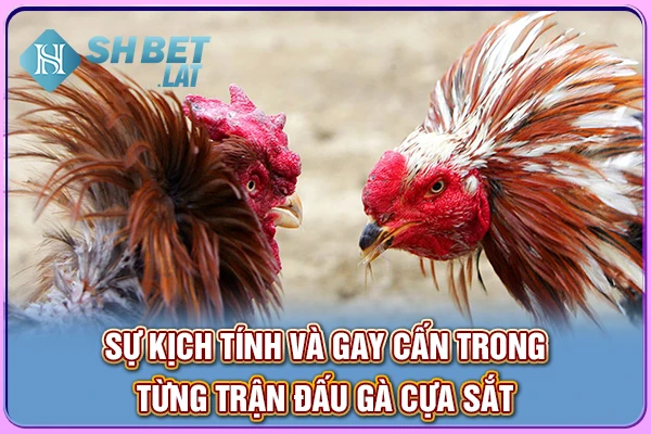 Sự kịch tính và gay cấn trong từng trận đấu gà cựa sắt Sự kịch tính và gay cấn trong từng trận đấu gà cựa sắt